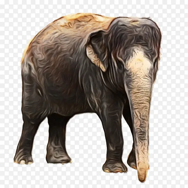 非洲丛林象 印度象 大象