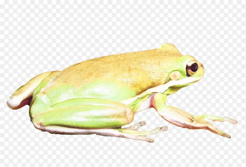 树蛙 青蛙 美国牛蛙