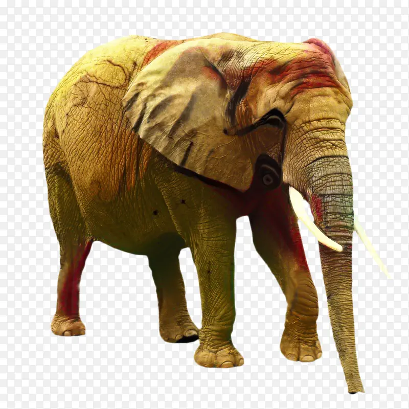 非洲丛林象 非洲森林象 大象