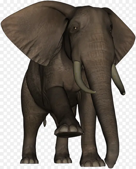 印度象 非洲象 大象