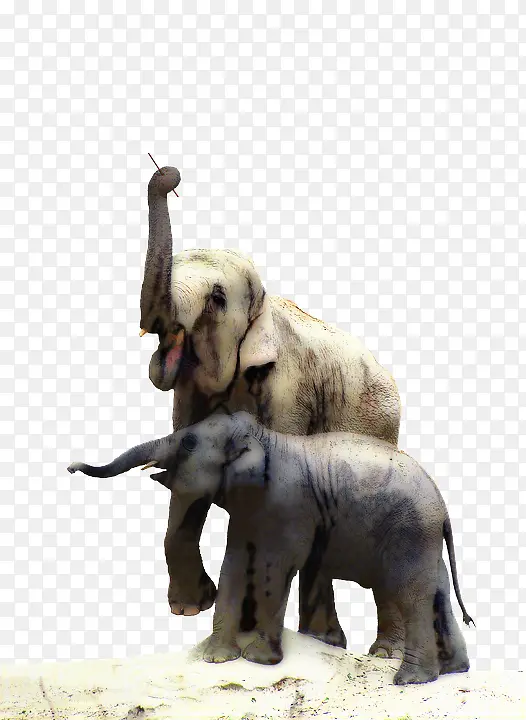 印度象 非洲象 象牙