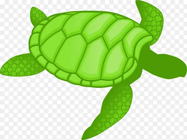 海龟 绿海龟 绘画
