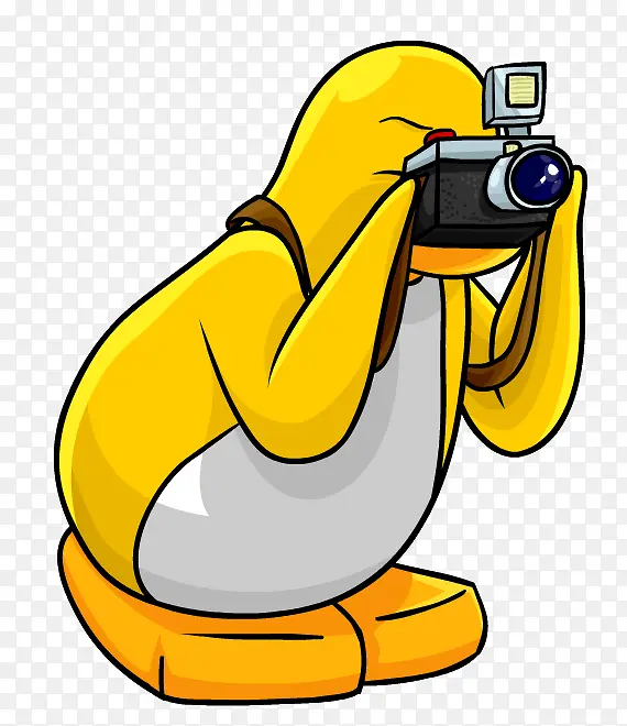 企鹅 企鹅俱乐部 摄影师