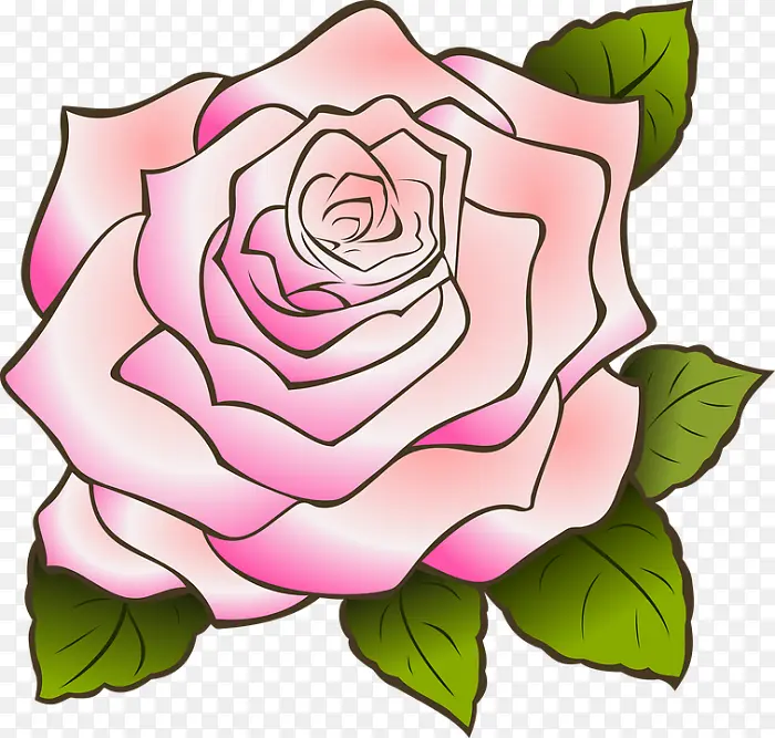 玫瑰 粉色 粉色花朵