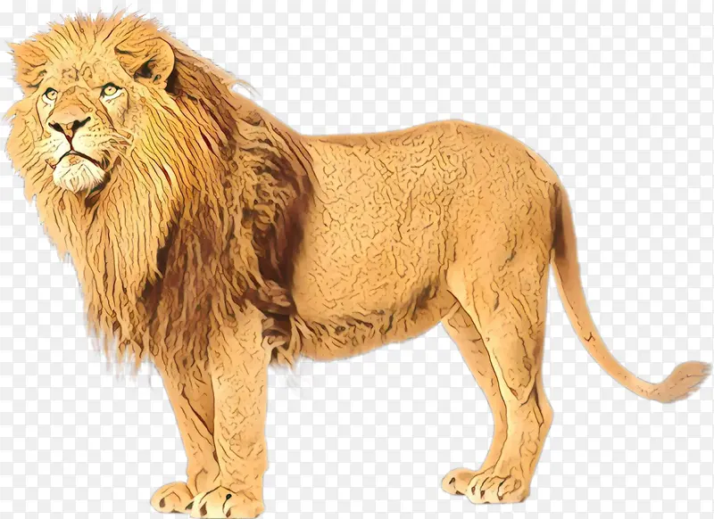 东非狮 白狮 豹子