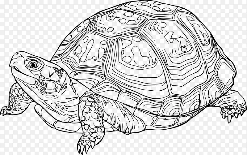 海龟 绘画 线条艺术