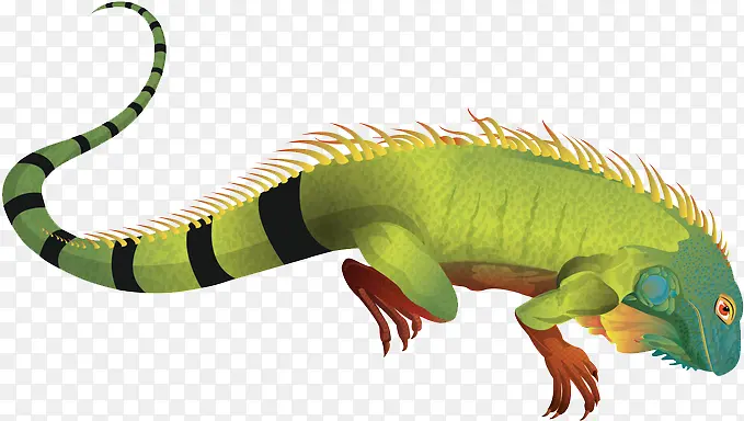 绿色鬣蜥 爬行动物 蜥蜴
