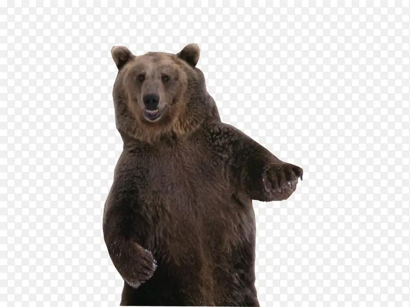 熊 棕熊 舞蹈