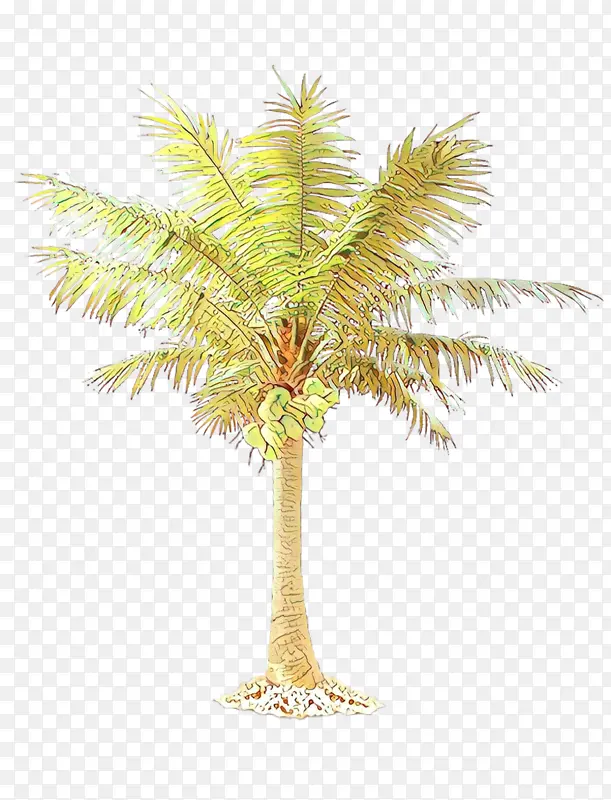 棕榈树 加利福尼亚棕榈树 墨西哥扇棕榈树