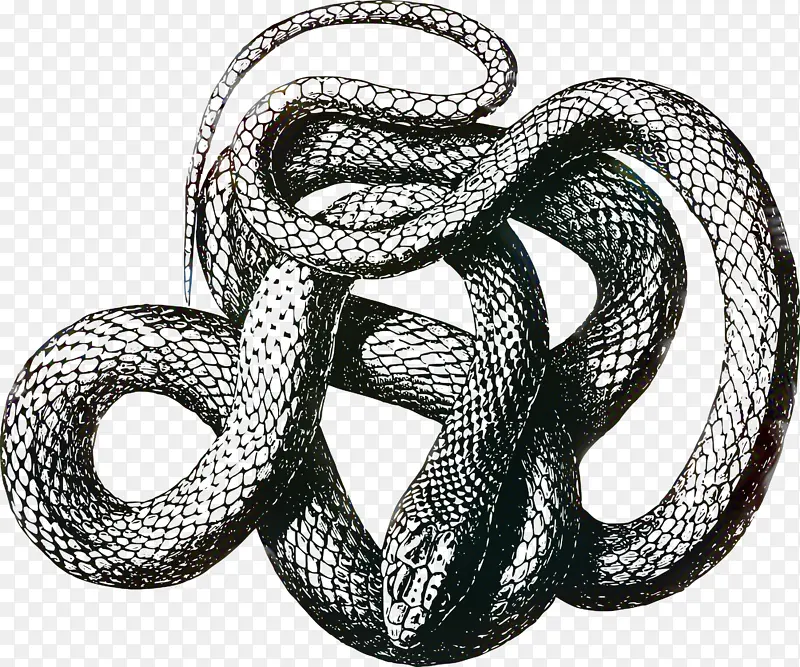 蛇 毒蛇 黑鼠蛇