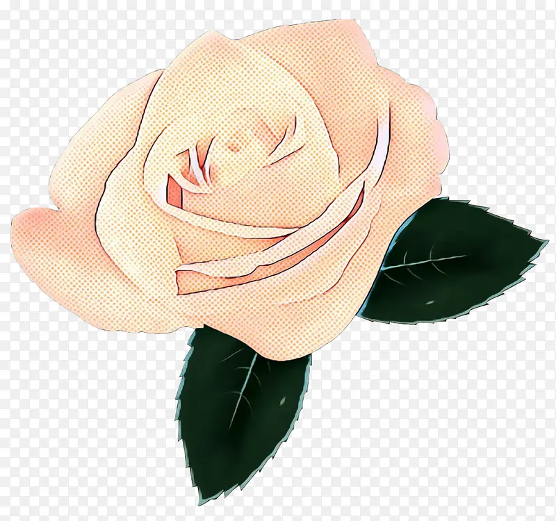 花园玫瑰 卷心菜玫瑰 切花