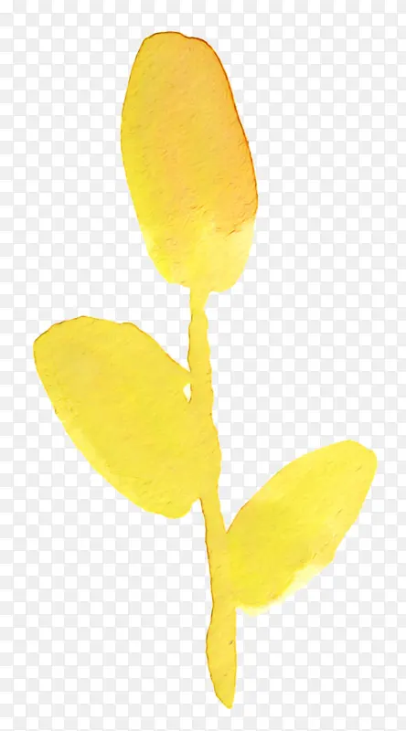 花瓣 黄色 植物