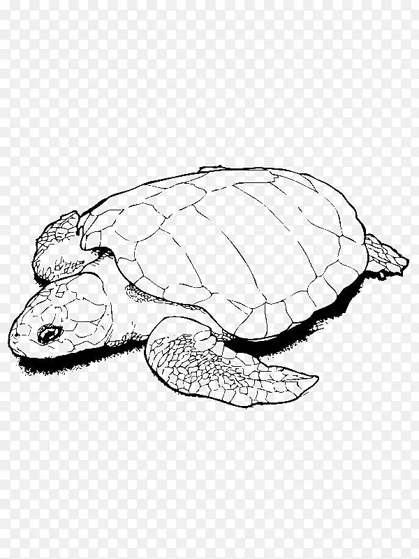 海龟 画画 画册