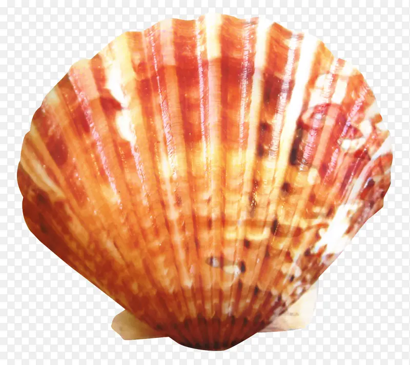 鳕鱼 蛤蜊 贝壳