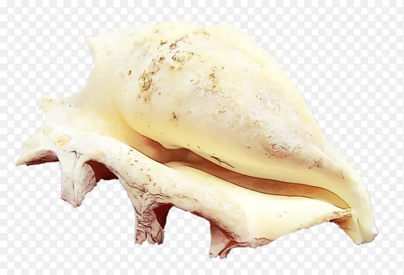 动物脂肪 下巴 海螺