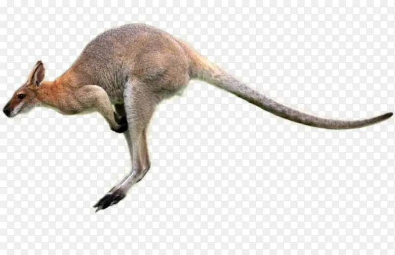 袋鼠 巨足动物 动物