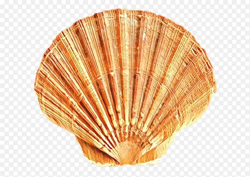 科克尔 贝壳 软体动物壳