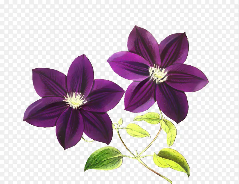 紫色 花朵 紫罗兰
