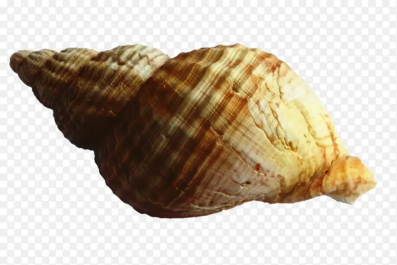 贝壳 软体动物贝壳 牡蛎