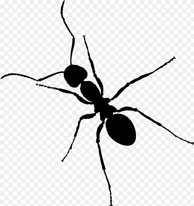 蚂蚁 昆虫 黑花园蚂蚁