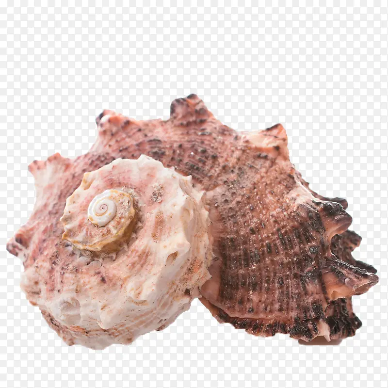 贝壳 肖像 海螺