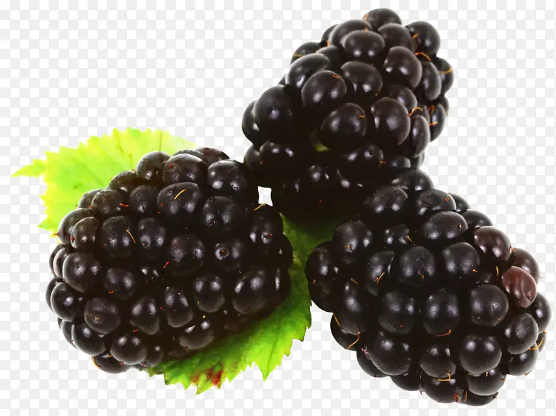 黑莓 荆棘 水果