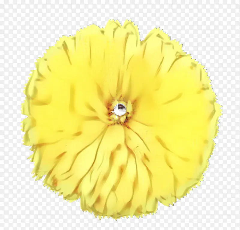 花瓣 黄色 切花