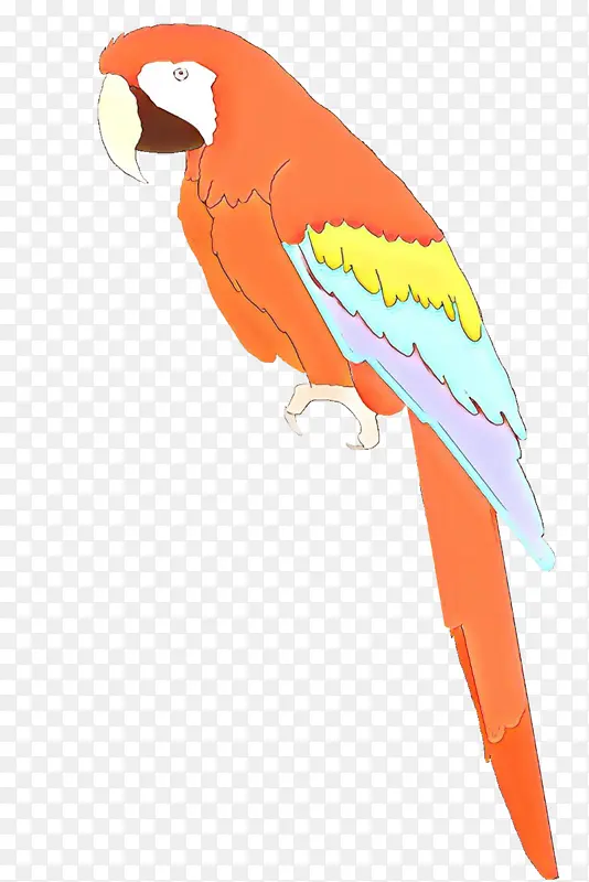 金刚鹦鹉喙羽毛鸟橘子鹦鹉鹦鹉鹦鹉