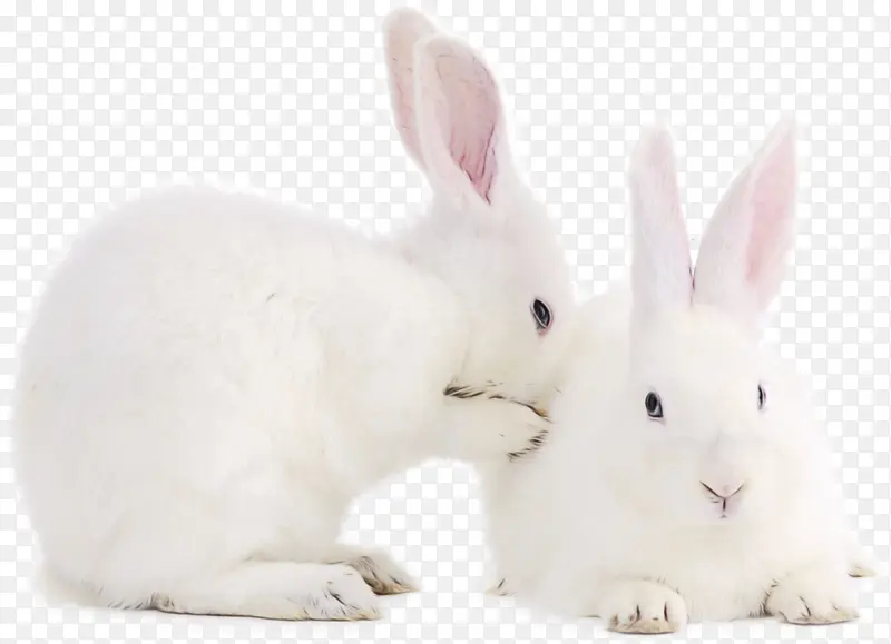 兔子 口鼻 兔子和兔子