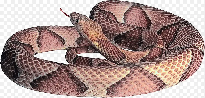 响尾蛇 蛇 蟒蛇