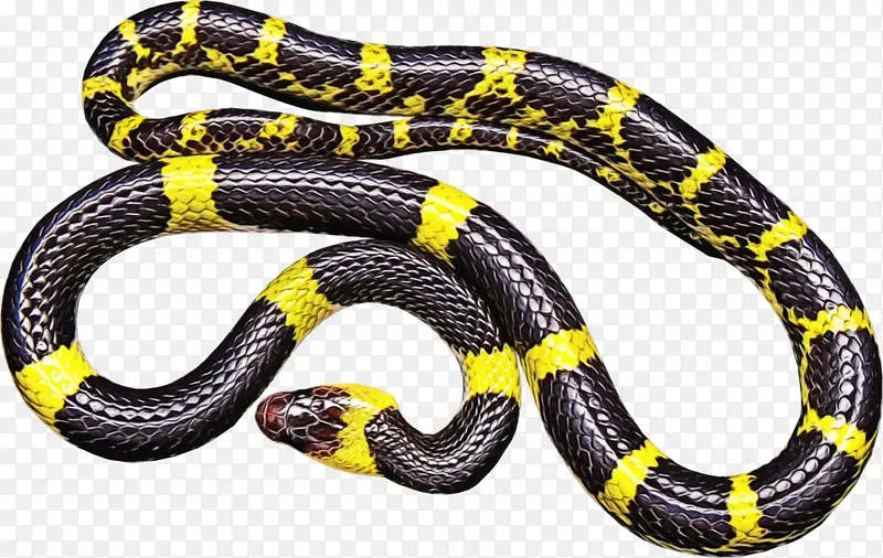 蛇 爬虫类 黑鼠蛇