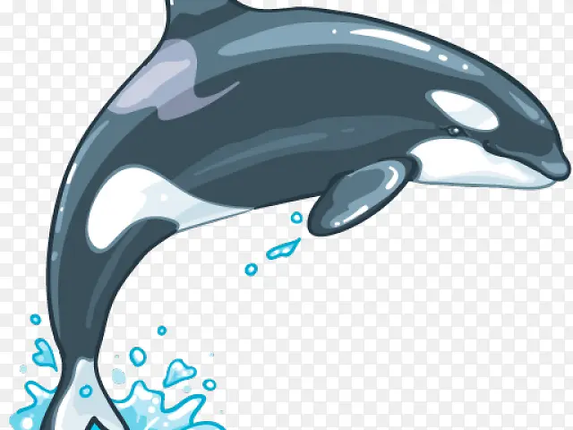 虎鲸 粗齿海豚 短喙普通海豚