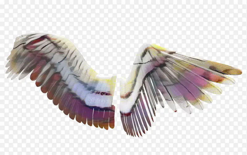 紫色 翅膀 羽毛