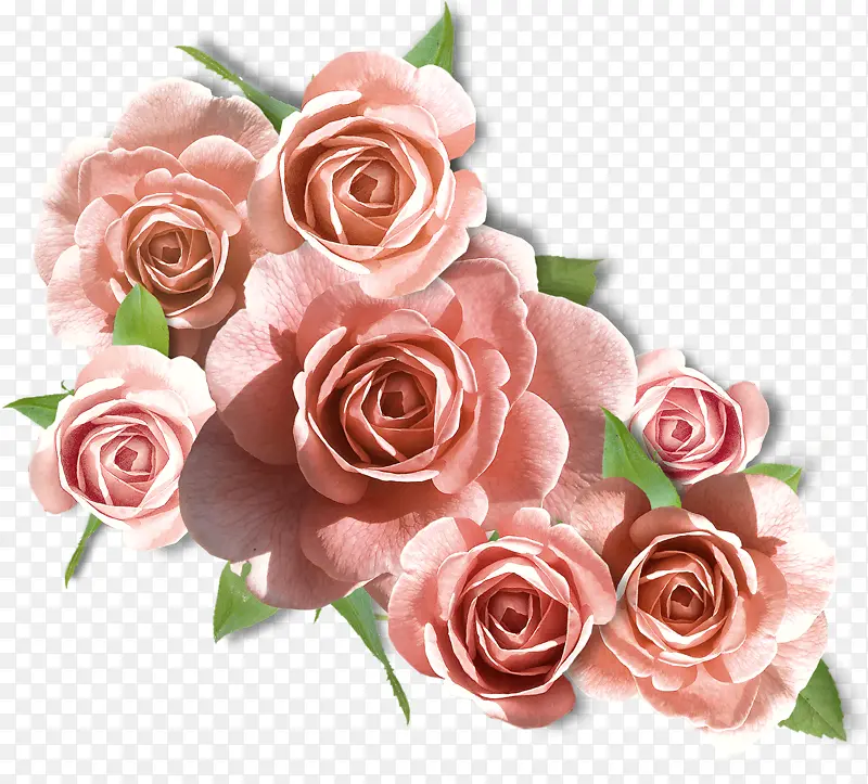 粉色 花园玫瑰 多花玫瑰