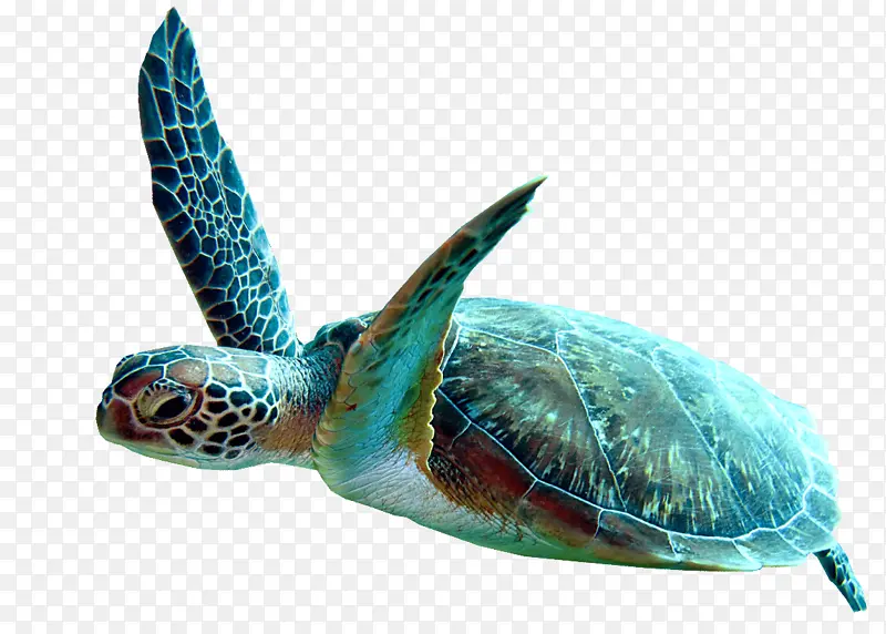 红海龟 箱龟 棱皮龟