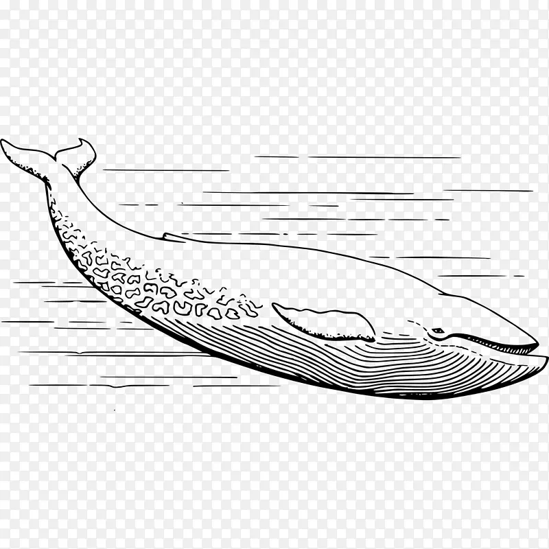 蓝鲸 鲸鱼 绘画