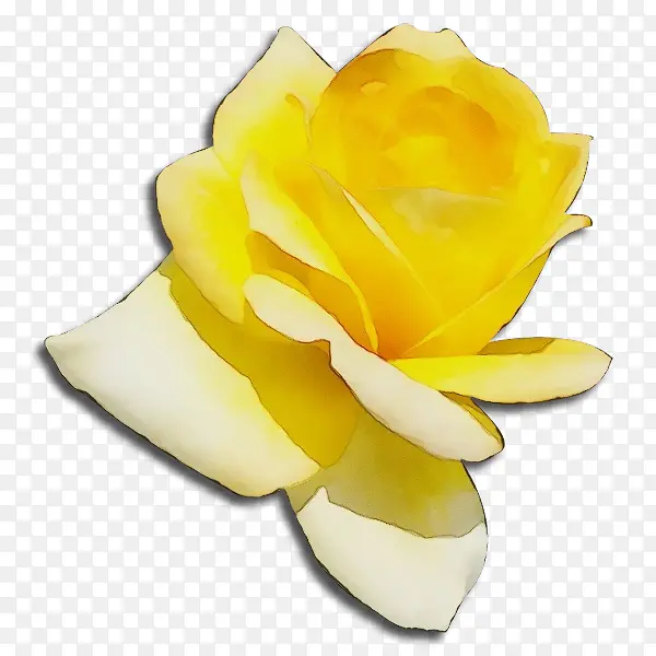 花园玫瑰 玫瑰 黄色