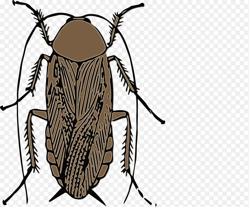 蟑螂 甲虫 美洲蟑螂