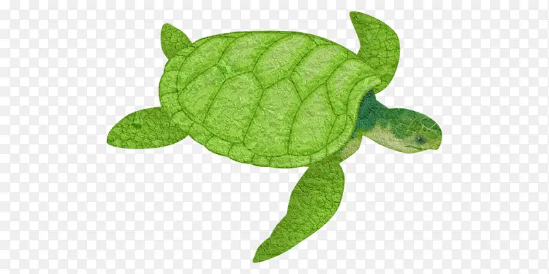 海龟 爬行动物 海