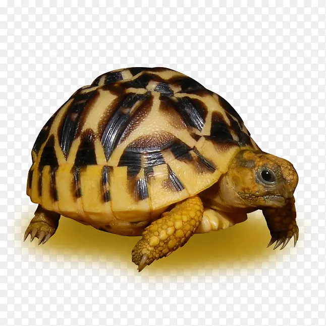 箱龟 海龟 印度星龟