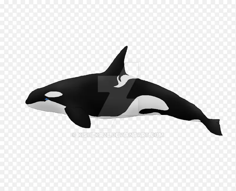 虎鲸 鲸鱼 石斑鲸