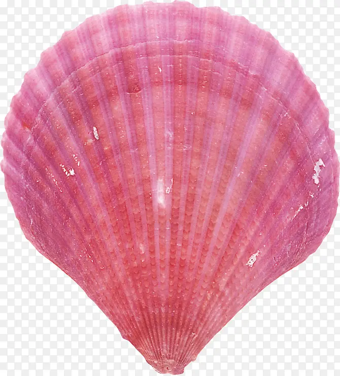 贝壳 海螺 粉红