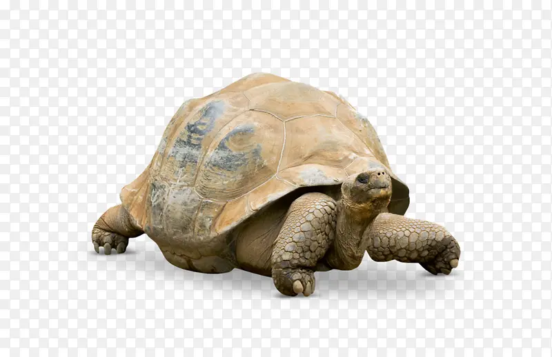 乌龟 阿尔达布拉巨龟 星龟