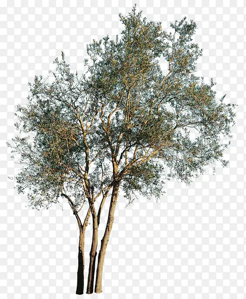 橄榄 树木 树枝