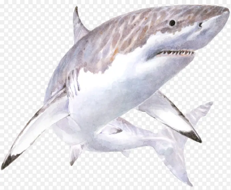 安魂鲨 大白鲨 鲨鱼
