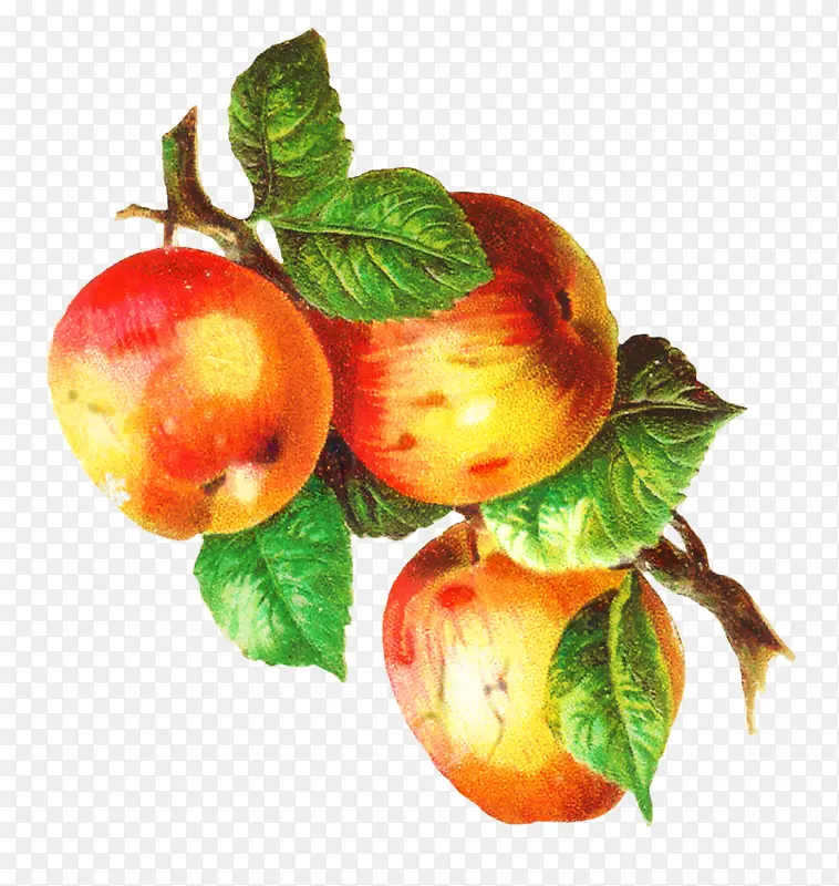 绘画 食品 苹果