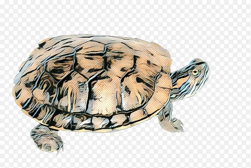 箱龟 龟 海龟