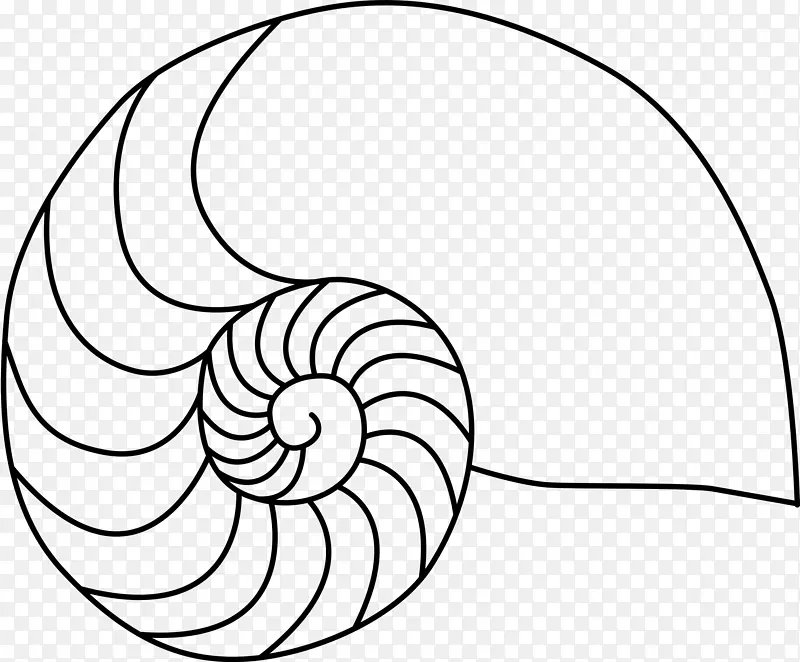 鹦鹉螺科 贝壳 绘画