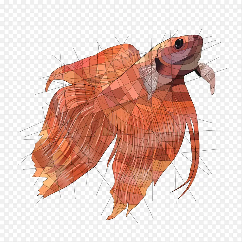 暹罗斗鱼 艺术家 帆布印刷品