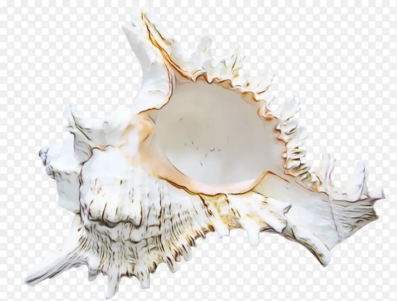 科克尔 贝壳 软体动物